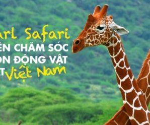 Kinh nghiệm du lịch ở Vinpearl Phú Quốc và chơi Vinpearl Land, Safari